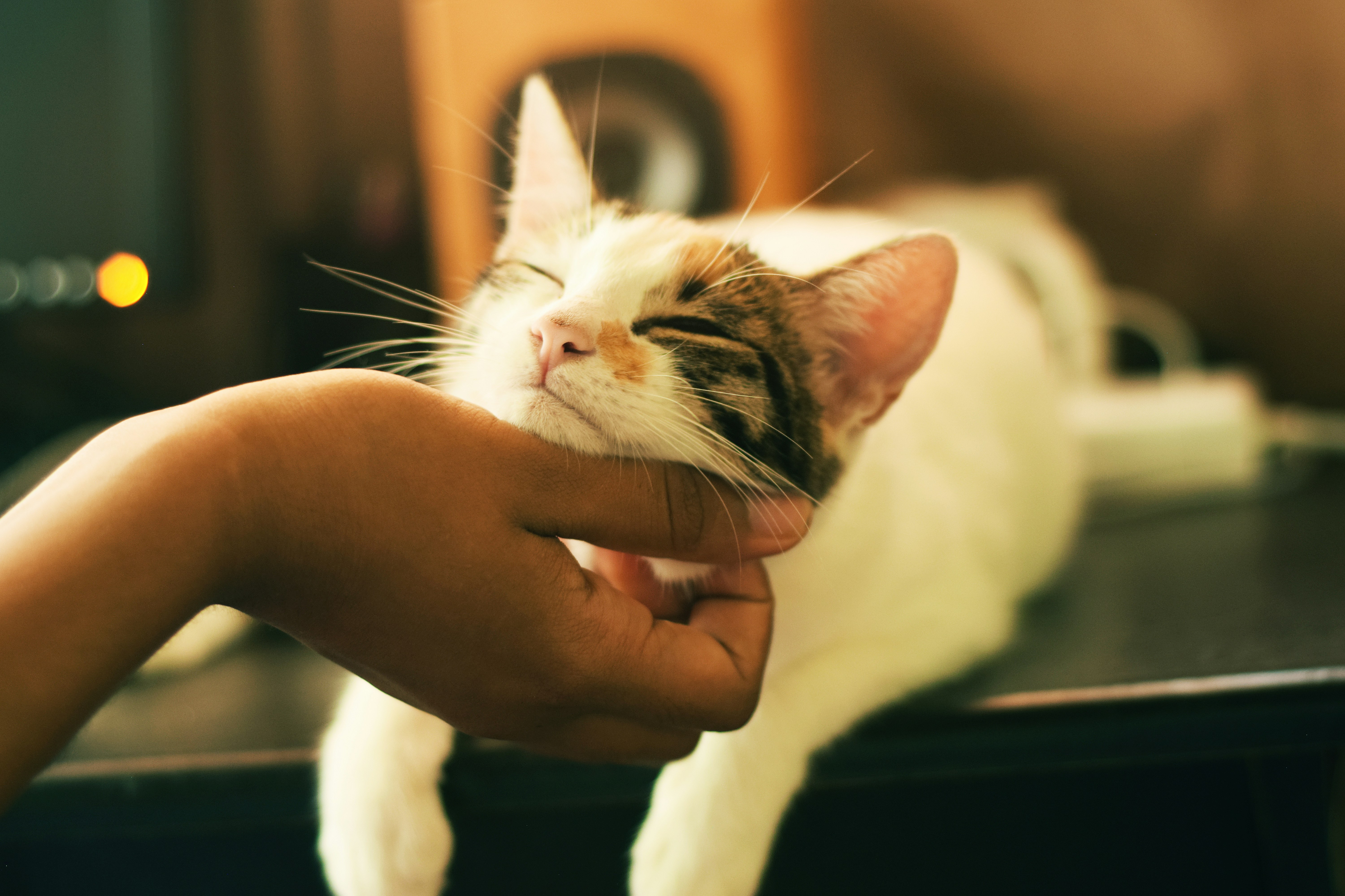 Pet Sitting